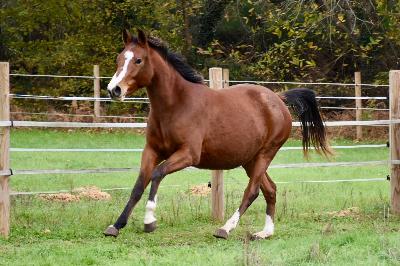 MALEFIQUE DU VAL D'Y