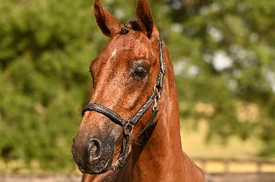 motus de l&#039;Aumoy