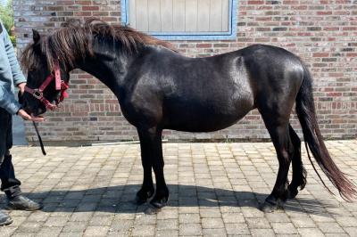 MARA JADE DU COTTAGE