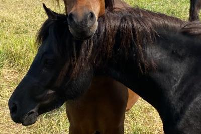 MARA JADE DU COTTAGE