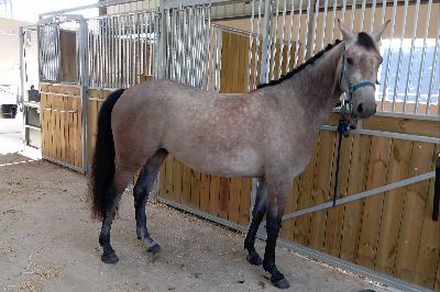 MAINE LADY PAMADAU