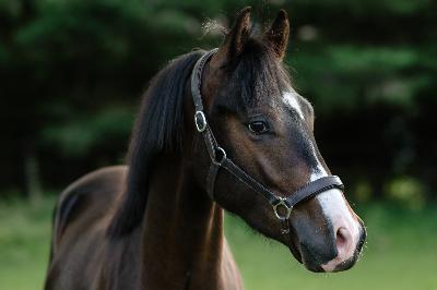 MORNINGSTAR DU HOMMET