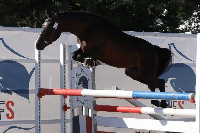 MORNINGSTAR DU HOMMET