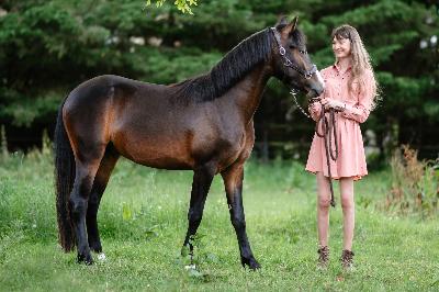 MORNINGSTAR DU HOMMET