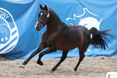 MORNINGSTAR DU HOMMET