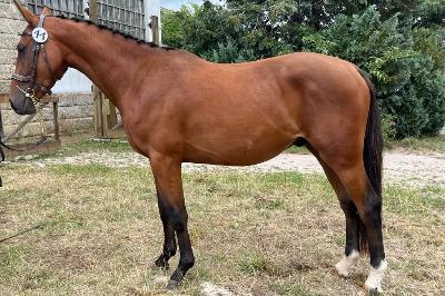 Mikimi john Bliss - M&amp;amp;A SHF 3 ans