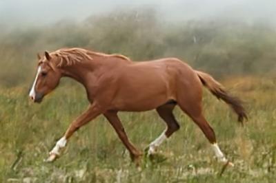 Un très beau trot !