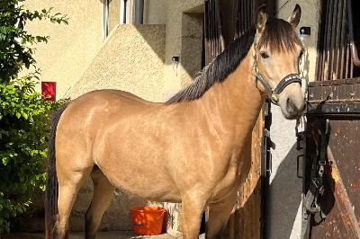 MIRAB'ELLE DES LITTES