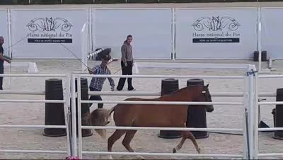 MAD'MOIZEL DES MAUVIS