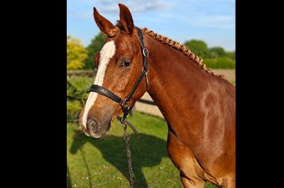 MAXIMUS DES JOULAIRES