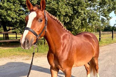 MAXIMUS DES JOULAIRES