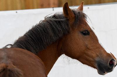 MY FAIR LADY VIBALIS