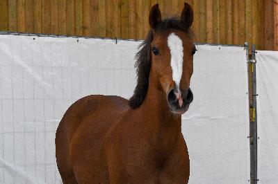 MY FAIR LADY VIBALIS