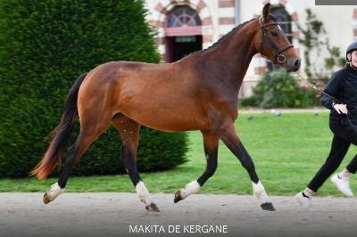 MAKITA DE KERGANE