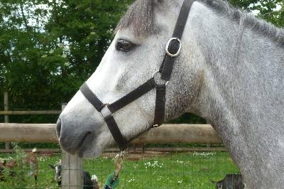 MILO DES MATIS
