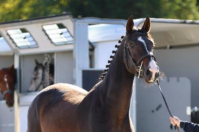 KINGJULIAN FORTUNE Z