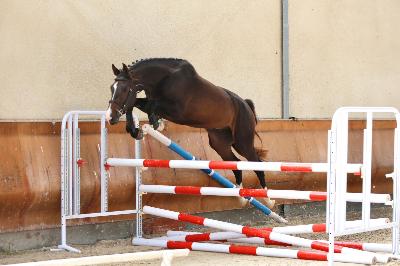 KINGJULIAN FORTUNE Z