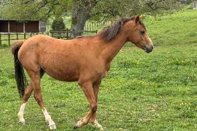 MYRRHA DES FONTAINES