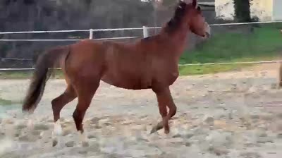 MYRRHA DES FONTAINES