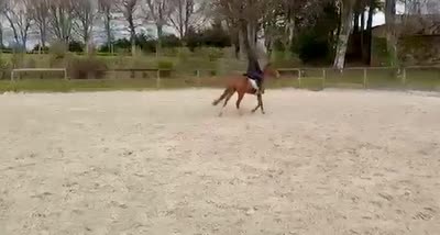 MYRRHA DES FONTAINES