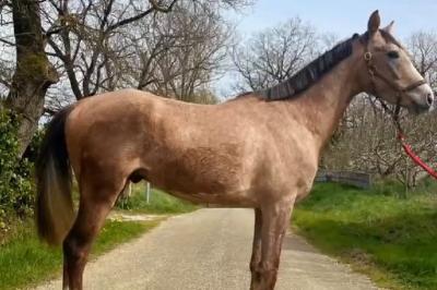 MIST&#039;IUM DES NOYERS AA