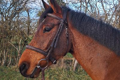 MARCO POLO D'AMA LINE