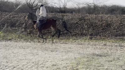 MOULIN ROUGE PHANTOM