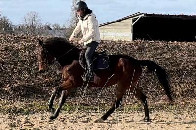 MOULIN ROUGE PHANTOM