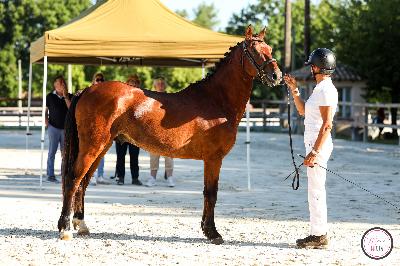 MIRACLE DE GARRIGOUS