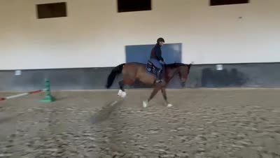 MOONLIGTH DU FRIGOUYE