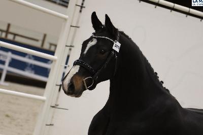 MAC QUEEN D&#039;ESTEL