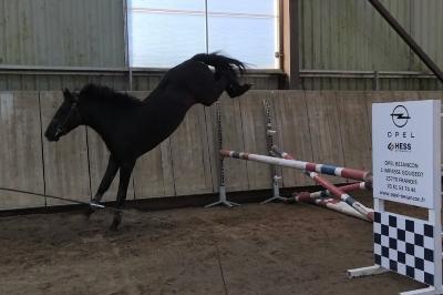 Saut lib2