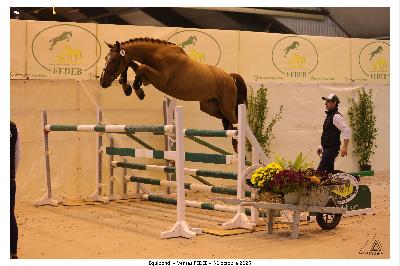 MAGNUS HDC