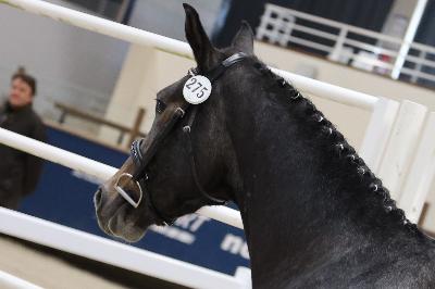 MIRACULEUSE D&#039;ESTEL