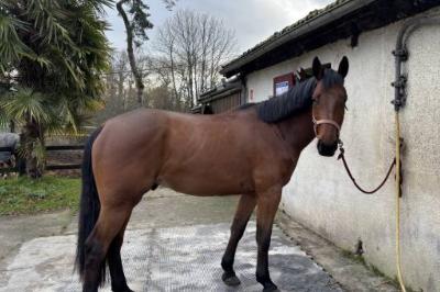 METHAMPHET DU MESERAY