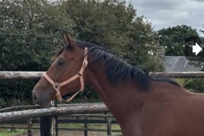 METHAMPHET DU MESERAY