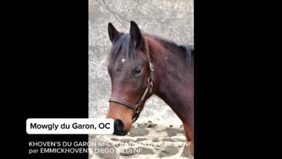 MOWGLY DU GARON