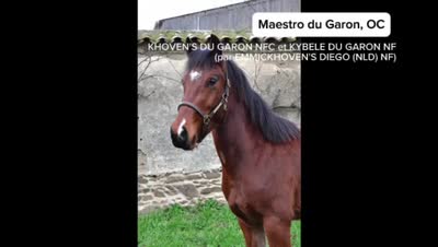 MAESTRO DU GARON