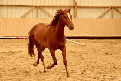 MEMPASPEUR DE GRAFFAN