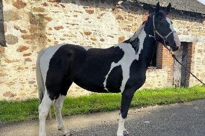 MOLYMALONE CHANEBIERE