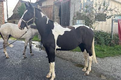 MOLYMALONE CHANEBIERE