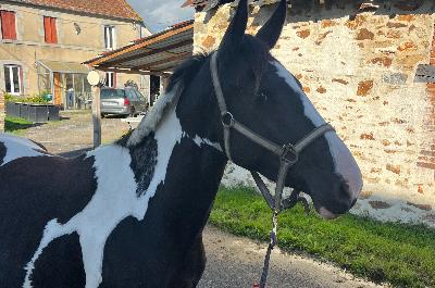 MOLYMALONE CHANEBIERE