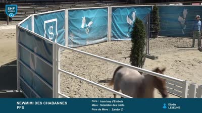 NEWMIMI DES CHABANNES