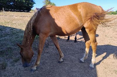 N&#039;STOPPABLE FLORE