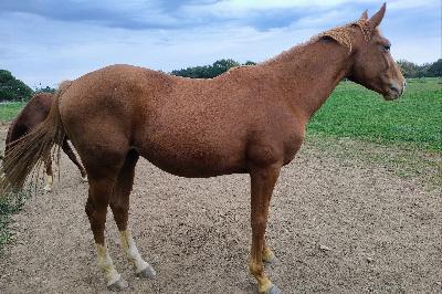 N&#039;STOPPABLE FLORE