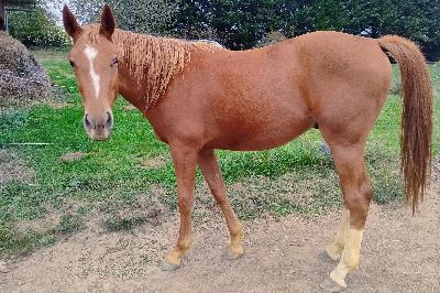 N&#039;STOPPABLE FLORE