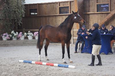 NIARADO D&#039;ELINCOURT