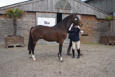 NIARADO D&#039;ELINCOURT