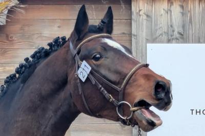 NIARADO D&#039;ELINCOURT