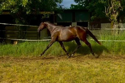 NOBLESSE DE FERBET